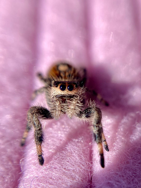 Phidippus Regius (Regal Jumping Spider) Golden White Phase