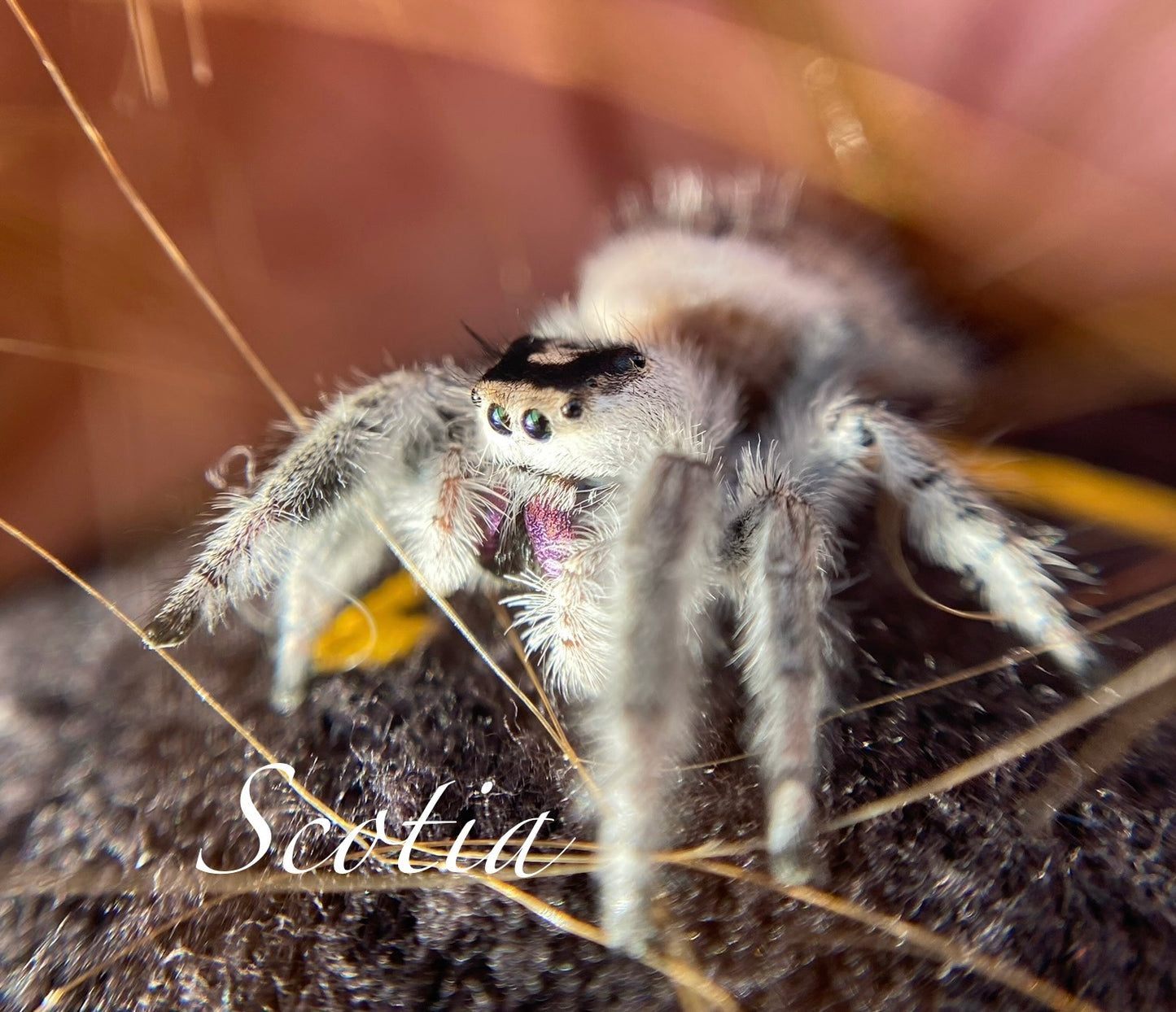 Phidippus Regius (Regal Jumping Spider) Dark Phase