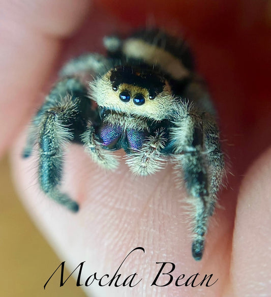 Mocha Bean - Phidippus Regius (Regal Jumping Spider)