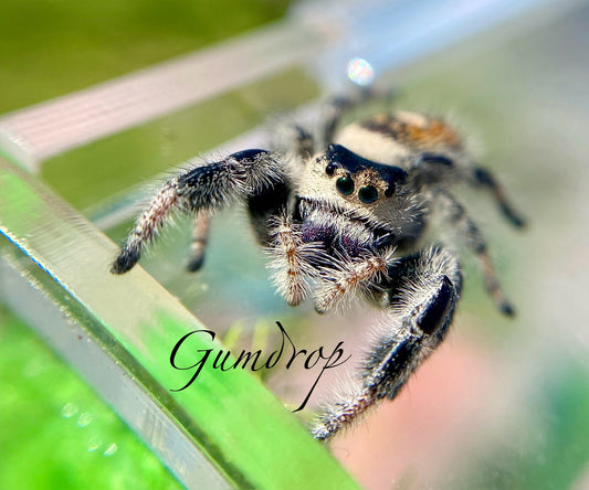 Gumdrop - Phidippus Regius (Regal Jumping Spider)