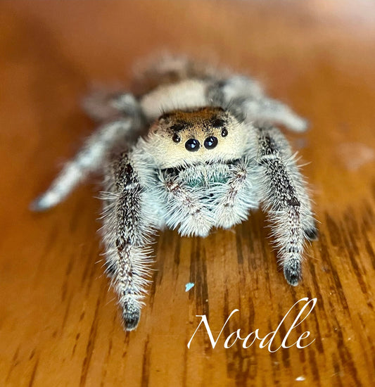 Noodle - Phidippus Regius (Regal Jumping Spider)