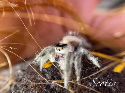 Phidippus Regius (Regal Jumping Spider) Dark Phase