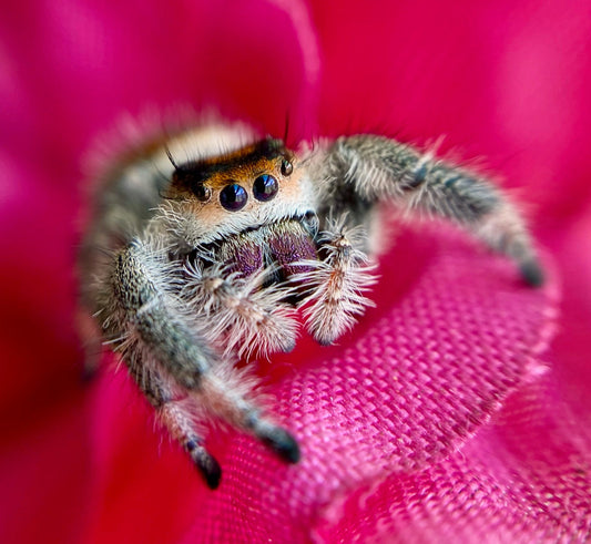 Phidippus Regius (Regal Jumping Spider) Orange Phase