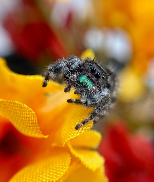 Phidippus Audax (Bold Jumping Spider)