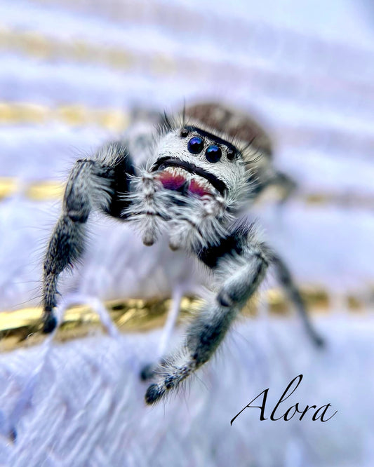 Alora - Phidippus Regius (Regal Jumping Spider)