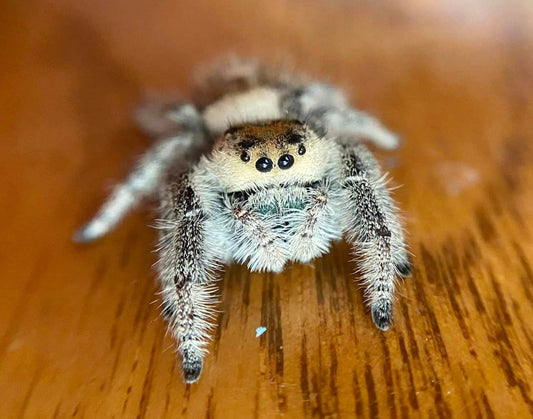 Phidippus Regius (Regal Jumping Spider) Light Phase