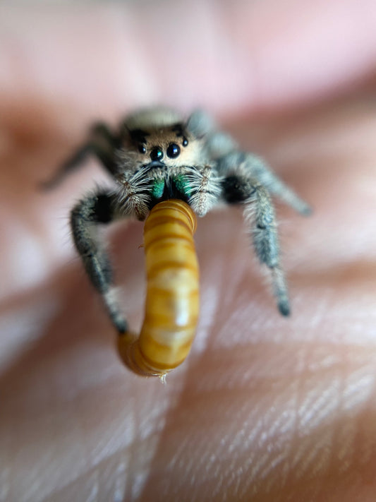 Phantom- Phidippus Regius (Regal Jumping Spider)